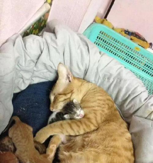 猫生孩子前的行为表现及相关注意事项（了解猫咪生育前的行为举止和必要的准备工作，以确保健康繁衍）