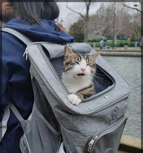带猫出门（享受户外活动的同时保护猫咪的健康与安全）