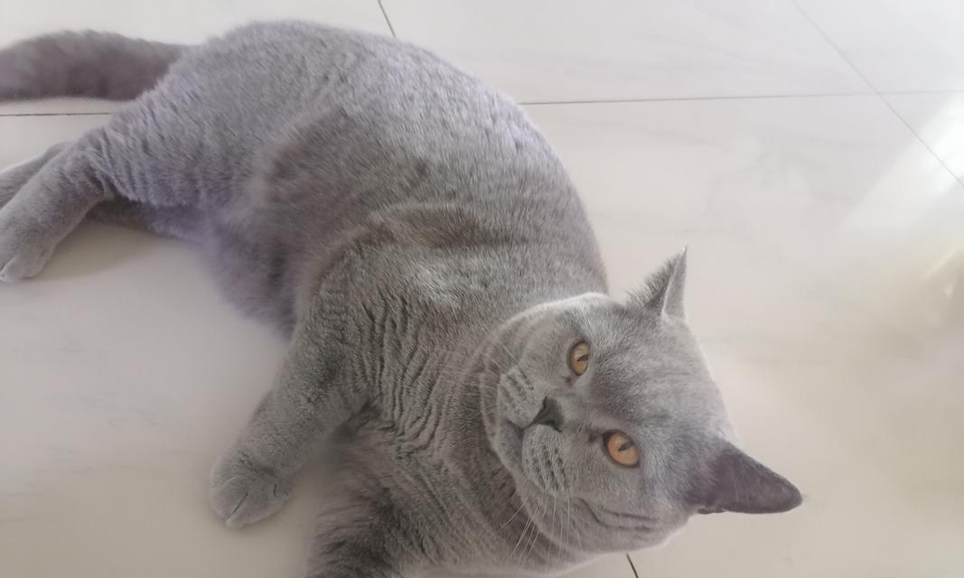 选择合适的家猫品种（家庭环境与猫咪的共处之道）