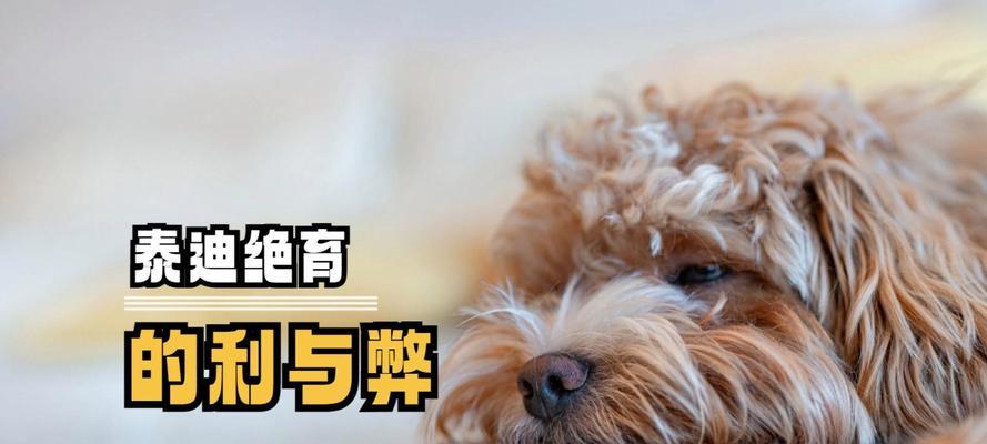 泰迪母犬绝育的最佳时间（科学掌握绝育时机，促进泰迪健康发展）