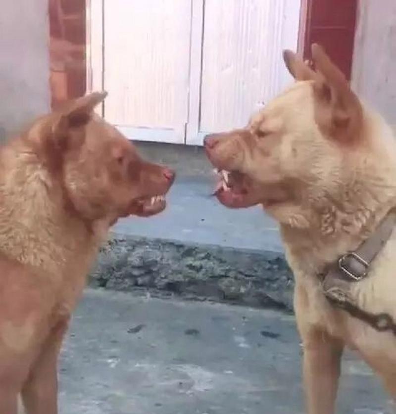 为什么狗狗不停地尿尿？（探寻狗狗频繁排尿的原因及应对方法）