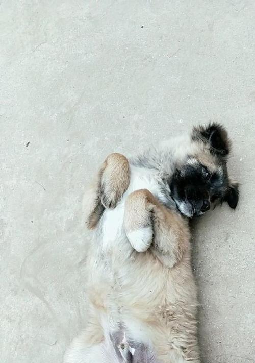 狗狗为什么喜欢挠东西？（探究狗狗挠东西的原因和解决方法）