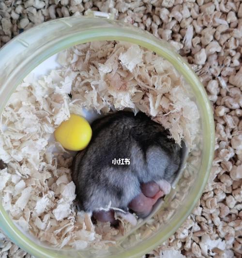 仓鼠幼崽的叫声之谜（为什么仓鼠幼崽会发出叫声？探寻其中的奥秘）