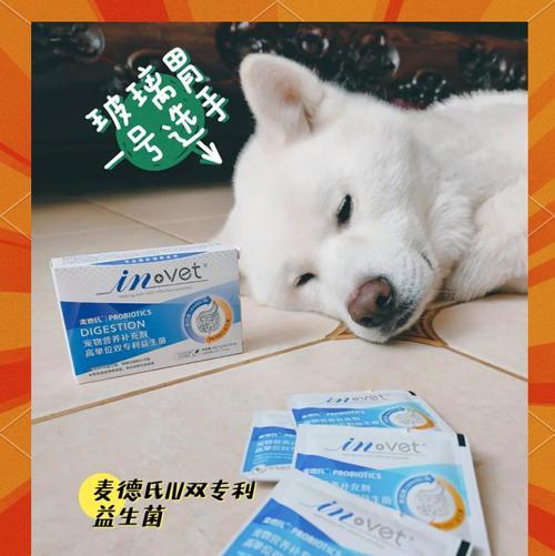 小狗消化不良的症状及处理方法（如何帮助小狗改善消化问题）