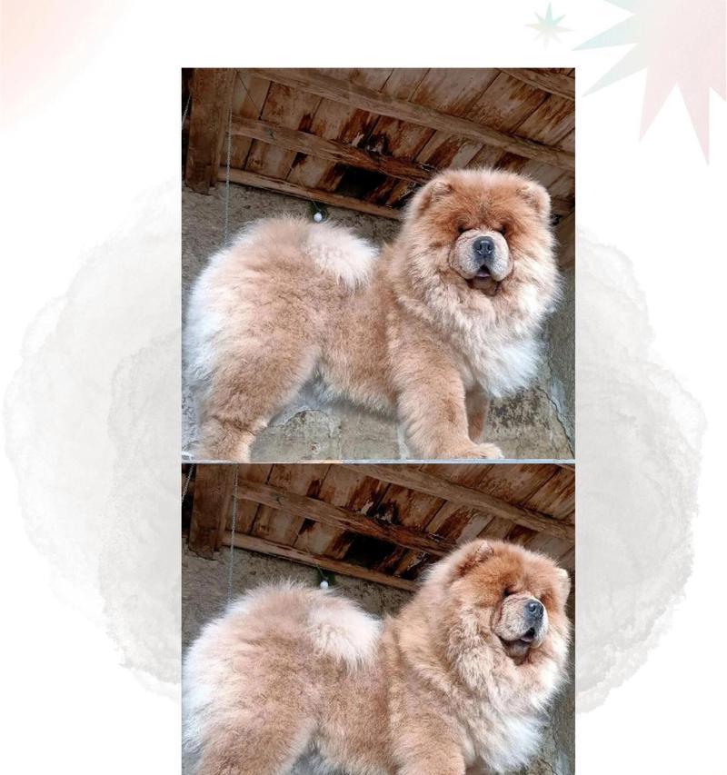 以松狮犬可以剪什么造型？（探讨适合松狮犬的剪裁风格和关键要点）