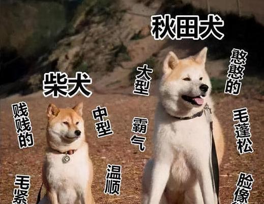 探秘秋田犬高价背后的原因（揭秘秋田犬稀缺性与繁育成本）