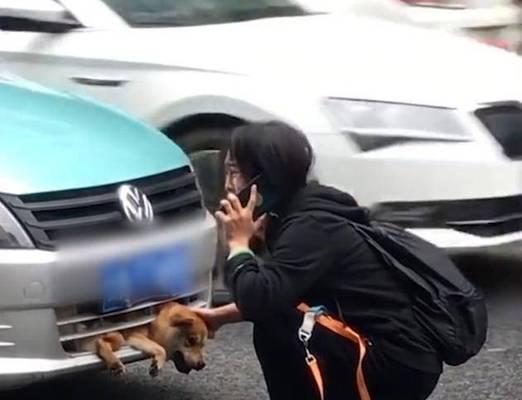 选择适合带狗的车，让出行更便利