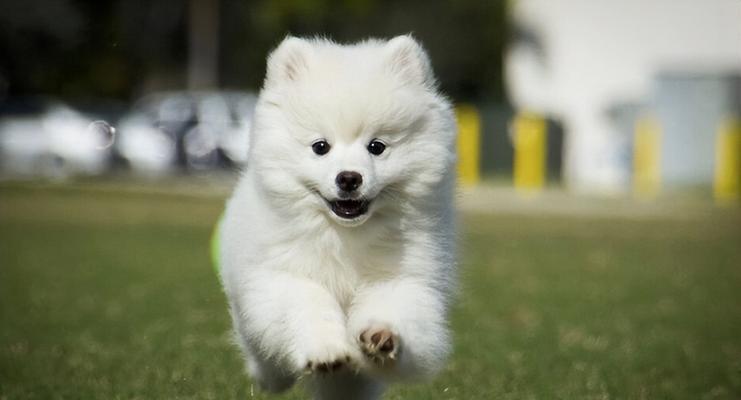 萨摩犬快速成长的关键饮食（了解合适的营养摄入，助力萨摩犬健康成长）