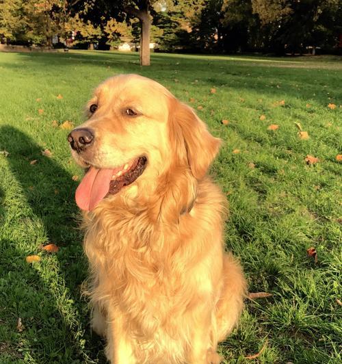 金毛犬体型与特征解析（揭秘金毛犬的体格特点和外貌特征）