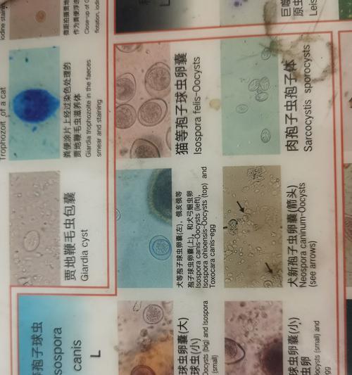 猫得球虫的原因及治疗方法（探究猫咪感染球虫的原因与预防措施）