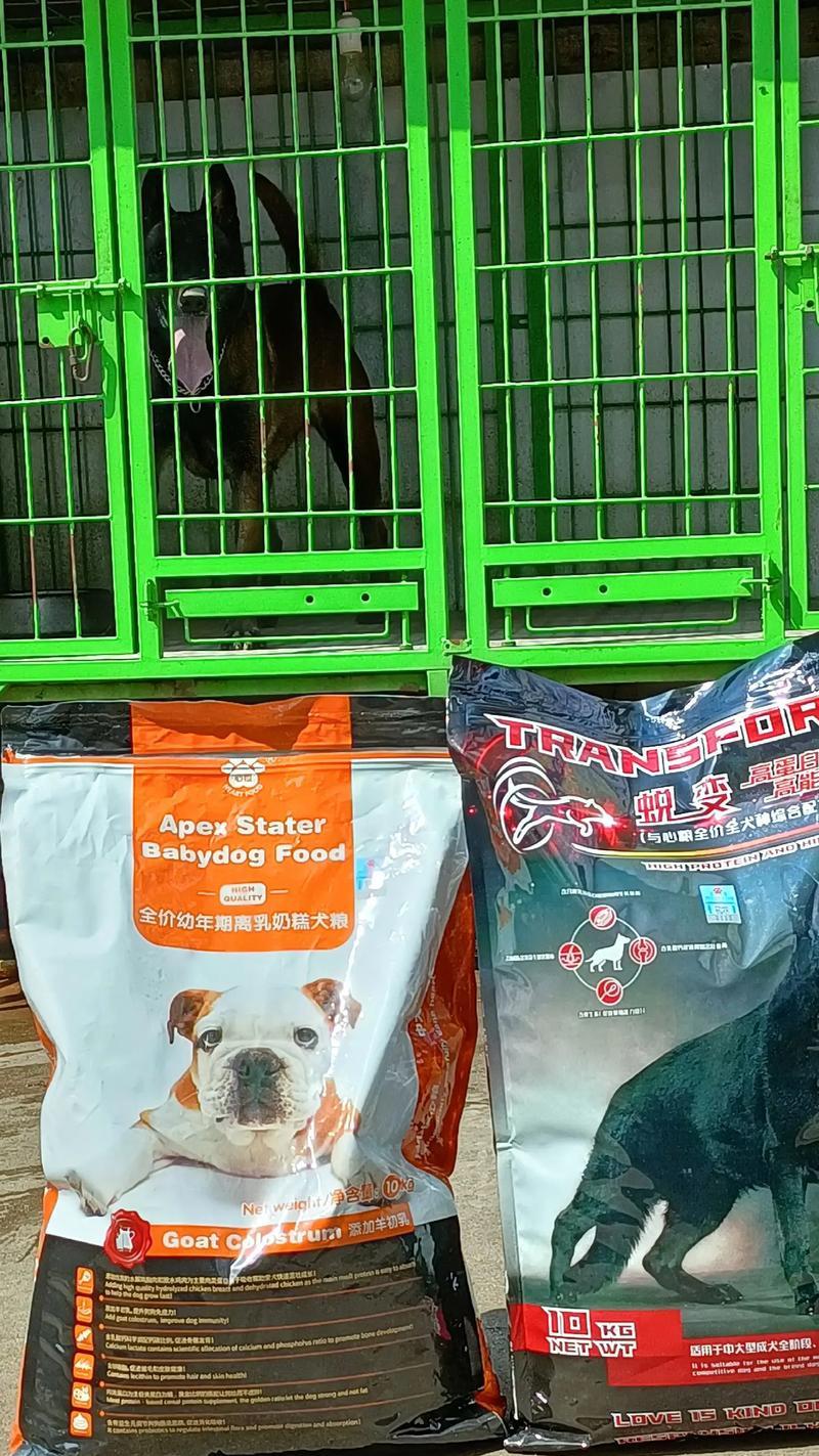2个月马犬的饮食选择（科学喂养宝宝狗狗，让他们茁壮成长）
