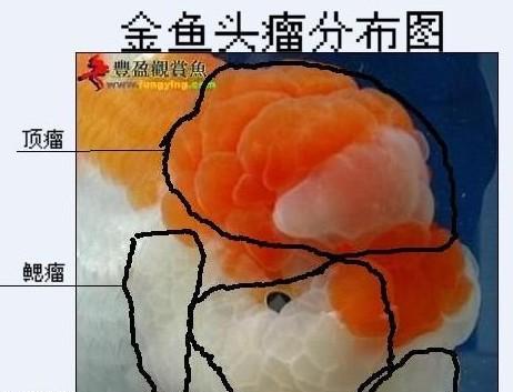 探究大的小金鱼为什么会吃头瘤（头瘤对大的小金鱼的生存和行为的影响）