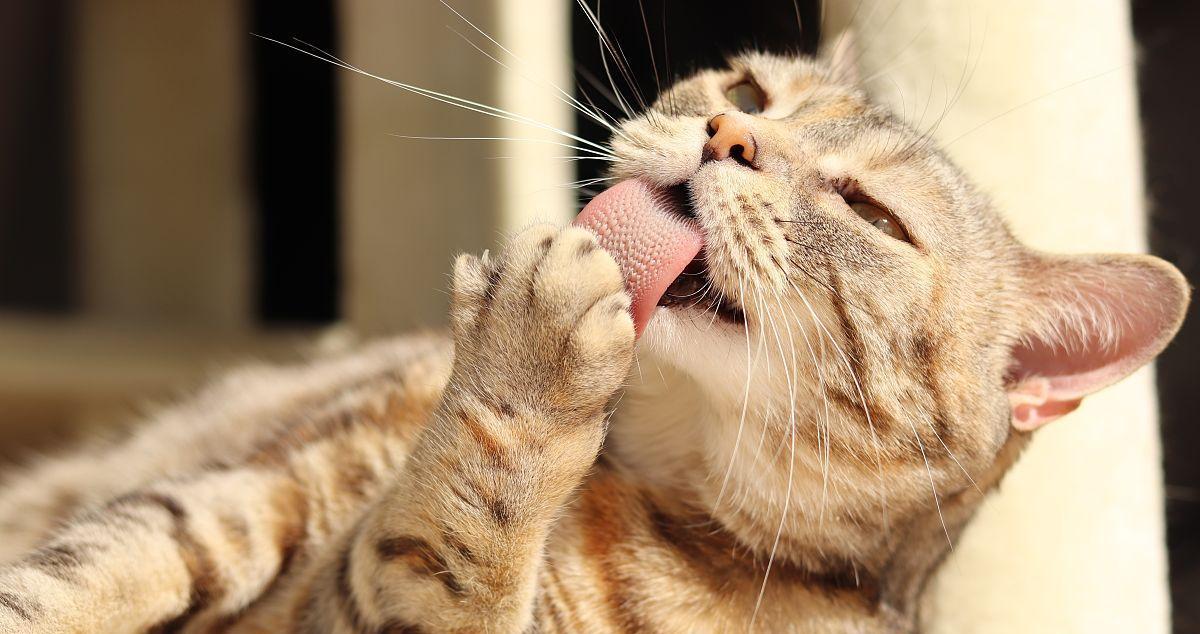 猫为何频繁舔手？（揭秘猫咪舔手的原因和意义）