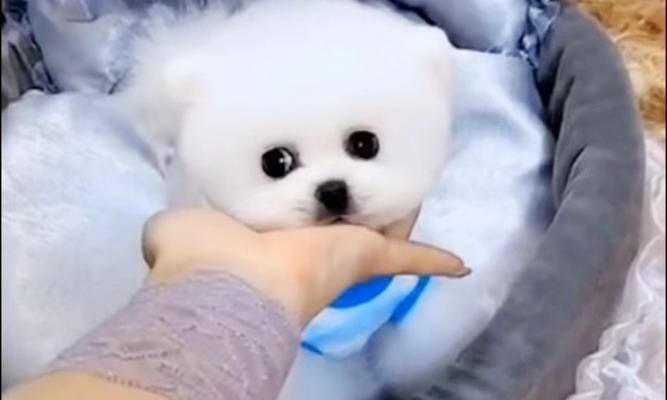 博美犬的饮食禁忌（小心！博美犬不能吃的食物列表及危害）