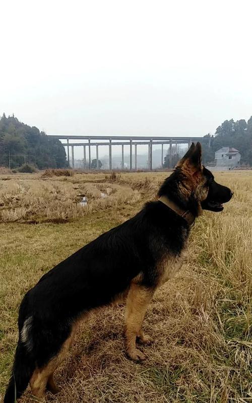以德牧长螨虫的原因及应对措施（探究以德牧长螨虫现象，了解为何如此严重，以及如何应对）