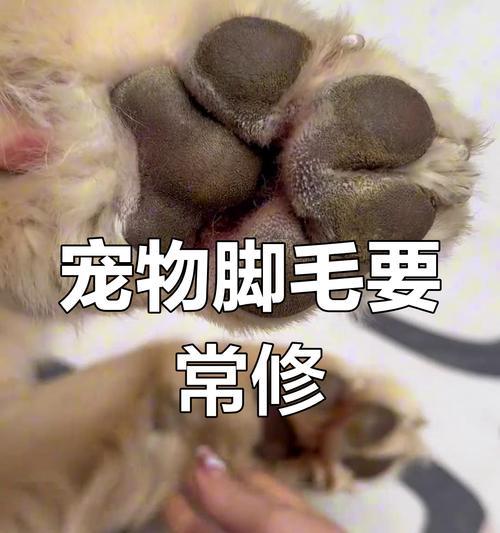 狗的脚掌（探索狗的脚掌形态与功能，解读它们的奥秘）
