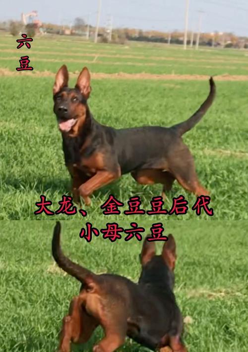 苏联红犬（探寻苏联红犬的神秘魅力）