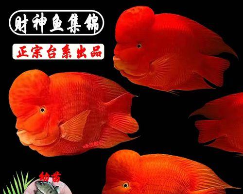 以发财鱼为主题的奇幻色彩（揭开发财鱼世界的神秘面纱）