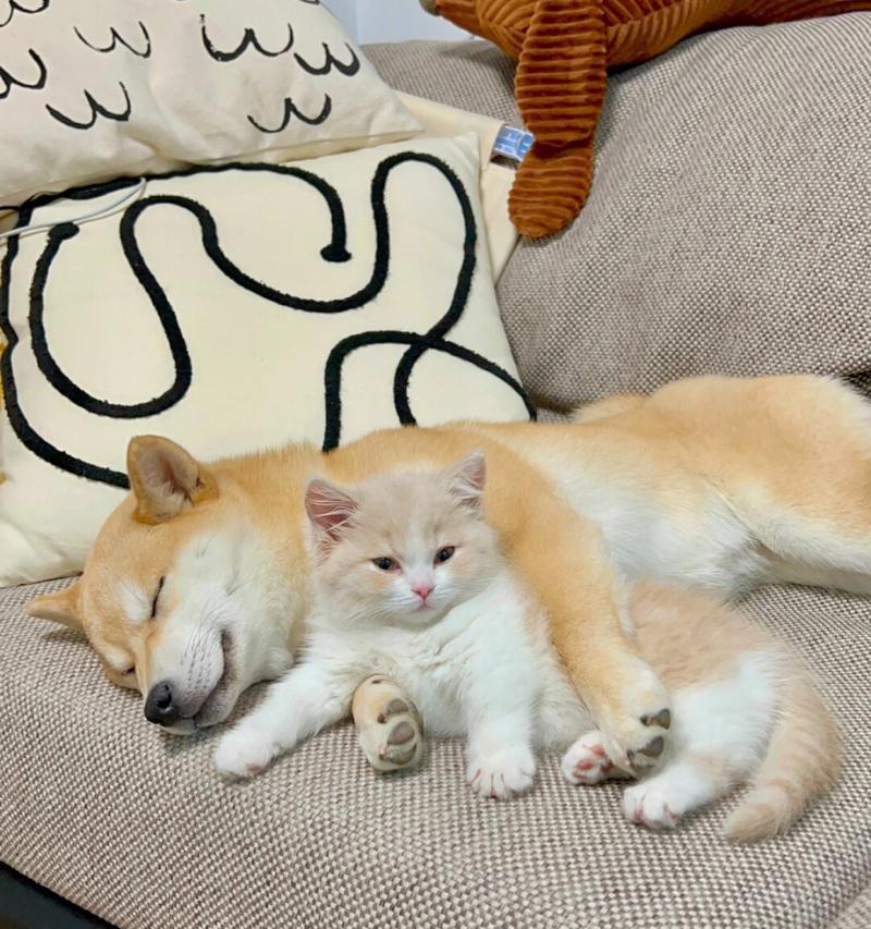 究竟哪种猫最爱睡觉？（探寻猫咪中最爱睡觉的品种）