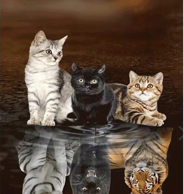 猫的驯化难度较高的原因（为什么猫比狗更难驯化？猫的驯化关键）
