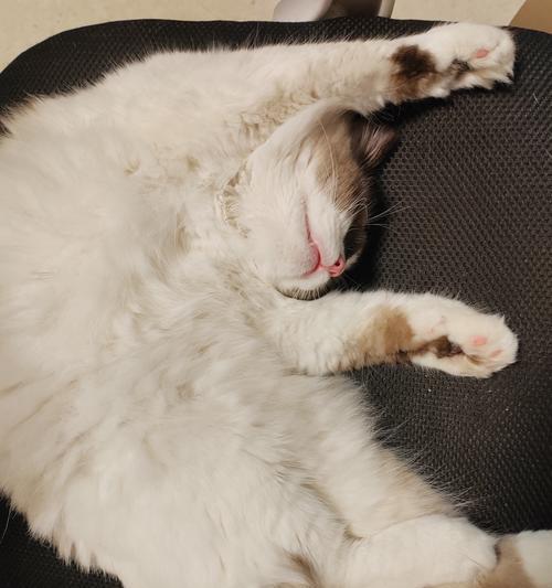 没毛猫（探索无毛猫的独特魅力和养护需求）