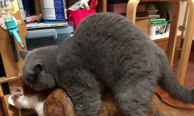 公猫为什么会咬人？（探究公猫咬人行为的原因与应对方法）