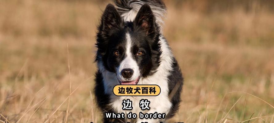 边牧尴尬期的饮食安排（边牧尴尬期应该如何合理搭配饮食？）