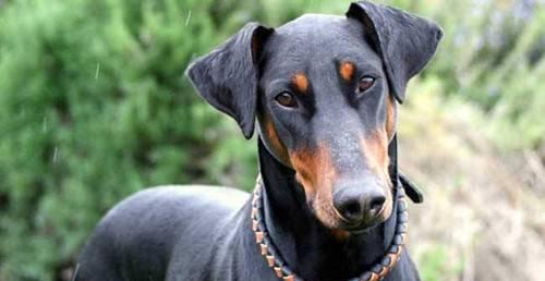 选购适合杜宾犬的狗粮（探究杜宾犬饮食需求及如何选择狗粮）