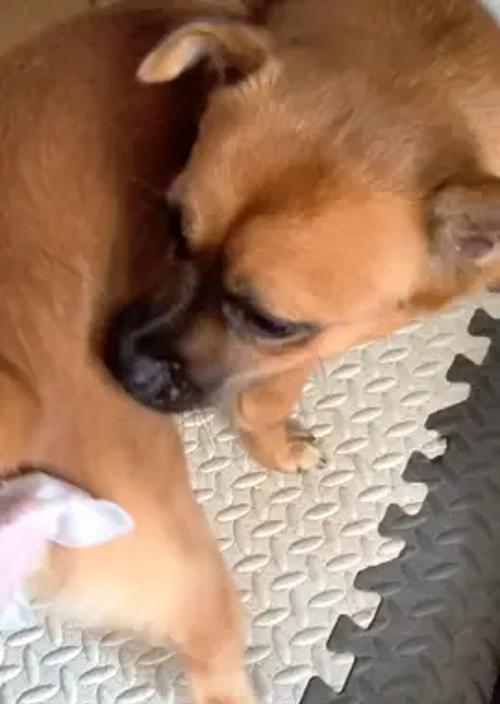 为什么狗狗老舔屁屁？（狗狗舔屁屁的原因及解决方法）