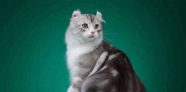 无毛猫（不掉毛的猫咪品种解析，让你的家清洁无忧）