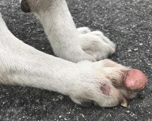 探索被大自然恩赐的多趾犬（多趾犬）