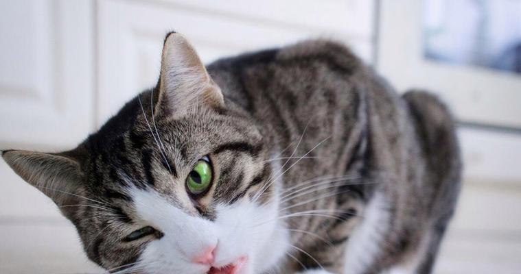 怀孕期的猫吃什么好？