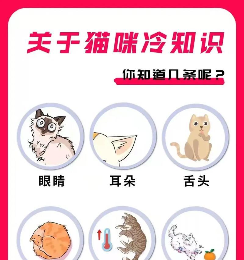 以冷猫为主题的文章（揭秘冷猫现象的背后原因）