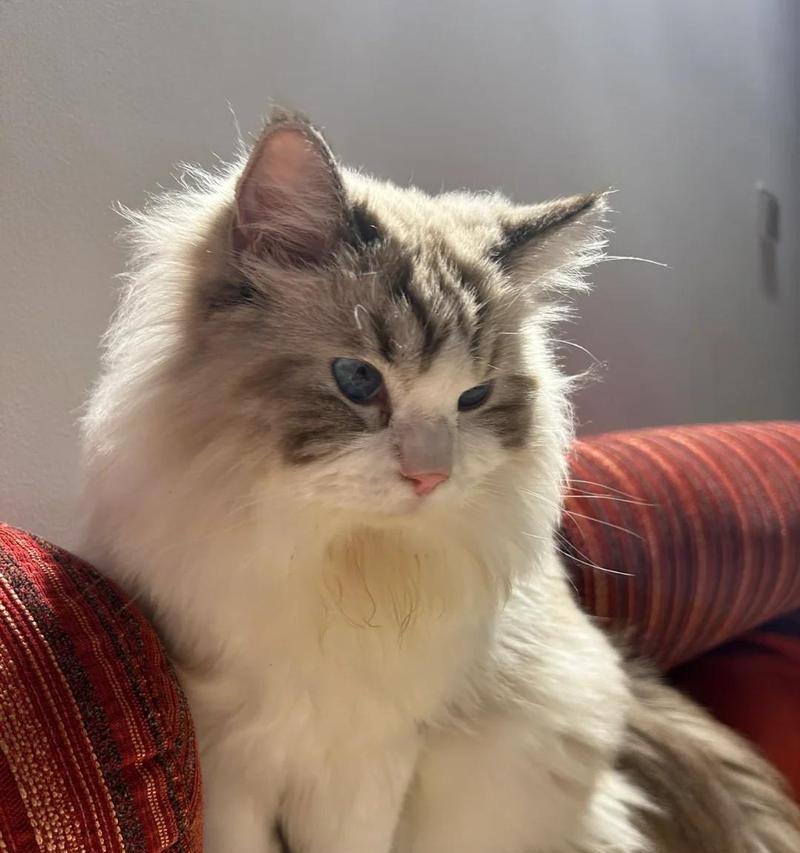 小猫屁眼发红的原因及预防方法（探究小猫屁眼发红的原因以及如何预防）