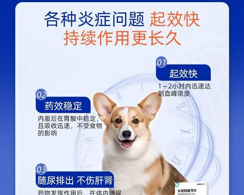 狗狗打头孢管什么用？（揭开狗狗打头孢管的神秘面纱）