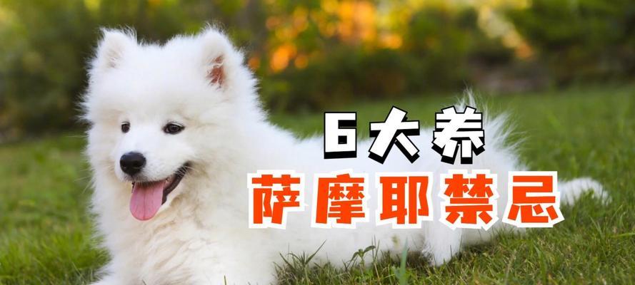 购买萨摩犬的注意事项（了解萨摩犬的性格与养护要点）