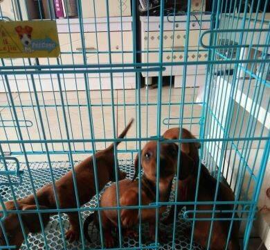 腊肠犬幼犬养护之疫苗接种指南
