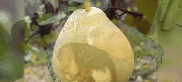 狗喜欢吃的水果及其营养价值（以狗为主角，探究狗喜欢吃的水果以及对它们的健康有何益处）