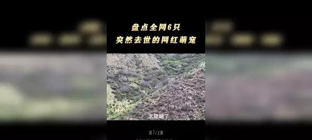 小狗离世，寓意何在？（突然离世是否有深刻的意义？）