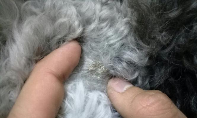 狗狗皮癣初期的症状及处理方法（探索狗狗皮癣初期的特征和治疗措施）