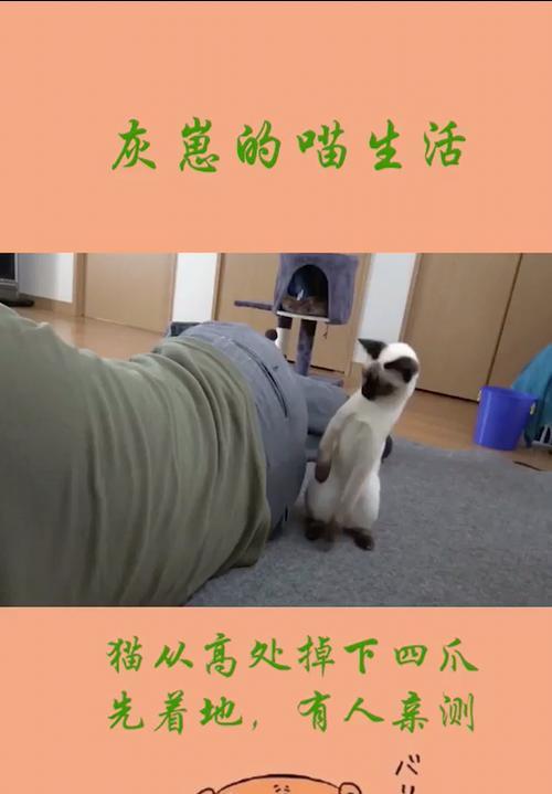 猫摔了吃什么药好？（选择合适的药物是保护猫咪健康的关键）