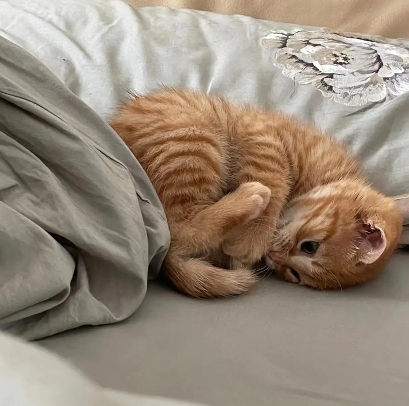 猫咪的脾不好，要小心喂食（了解猫咪不能吃的食物，让它们健康快乐）