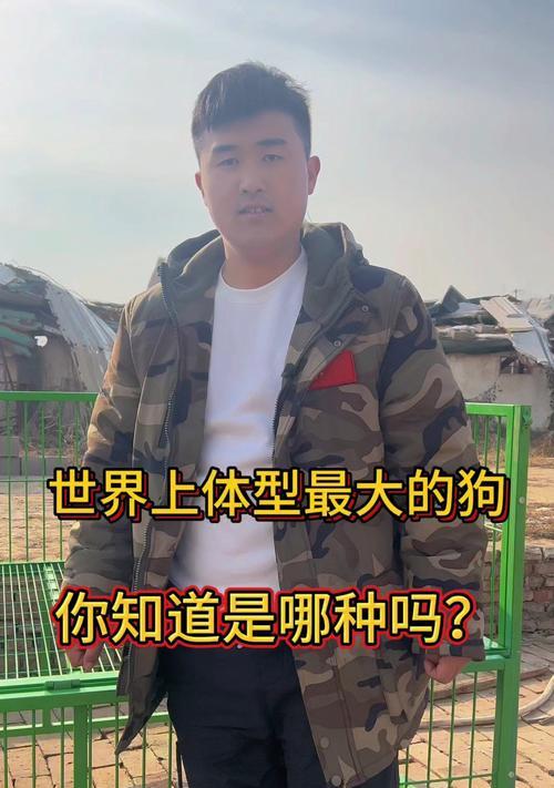 揭秘世界上体型最大的狗狗（探寻巨型犬种的成长之谜）