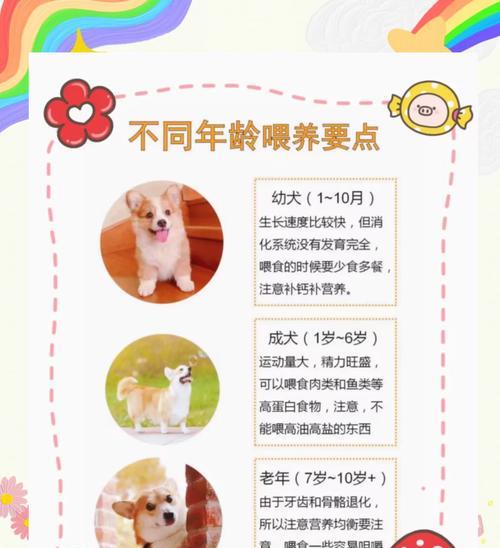 柯基犬眼线之谜（探索柯基犬为何具有独特的眼线）