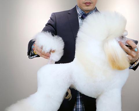 探索贵宾puppy装的魅力（时尚与可爱的完美结合，贵宾puppy装成为宠物界新宠）