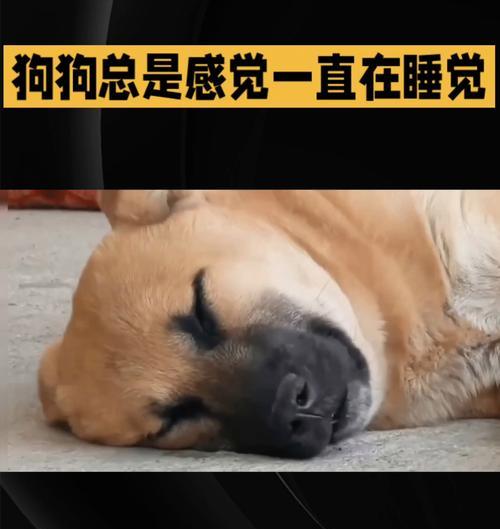 狗狗为何睡觉如此轻？（探究狗狗轻度睡眠的原因及其对健康的影响）