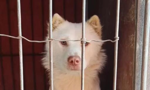 猎犬品种及其特点（以什么样的犬会找猎物）