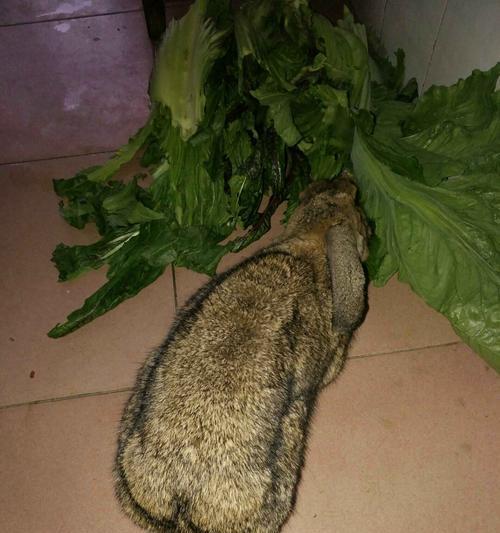 兔子的饮食偏好及推荐菜单（探秘兔子喜欢吃什么菜，助你打造专属兔子餐桌）