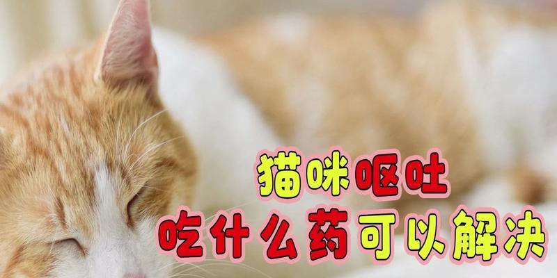 猫咪生病时如何选择合适的饮食（保证猫咪健康的饮食是关键）