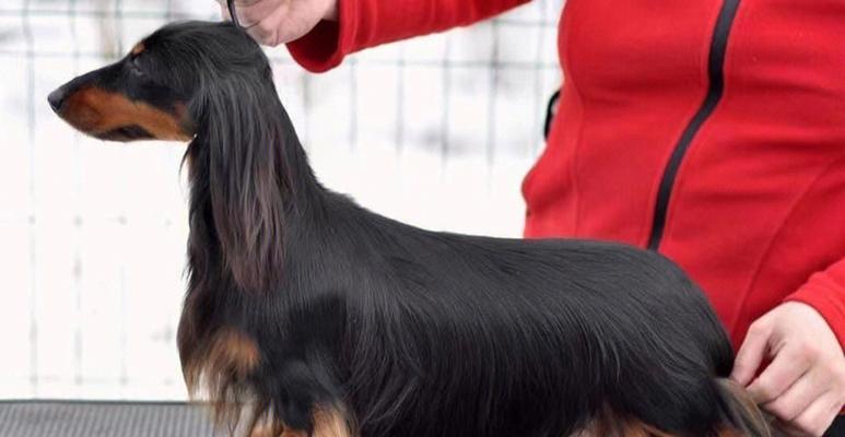 选择腊肠犬的最佳毛色（探究不同颜色腊肠犬的特点与优势）